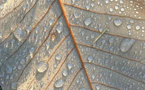 寒露节气，养生重敛阴